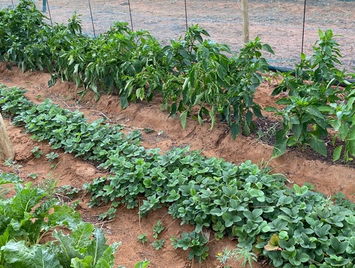 Erdbeeren