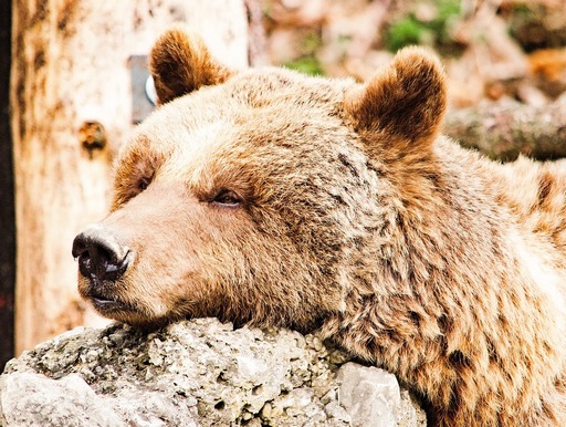 schlafender Bär