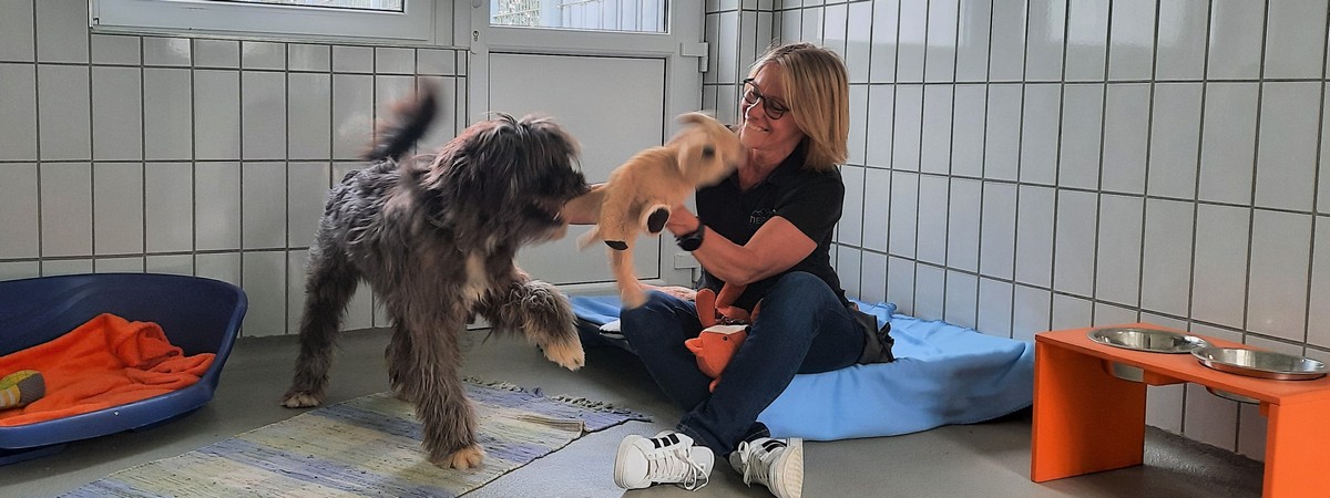 Im Hundezimmer