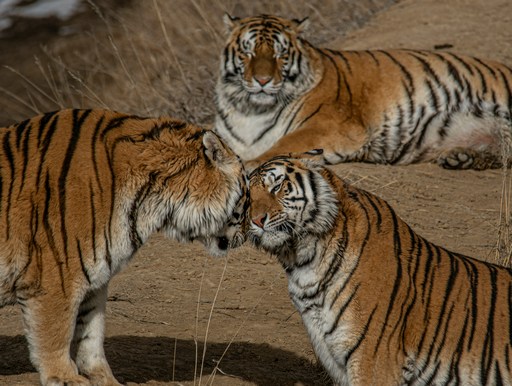 Tiger Gruppe