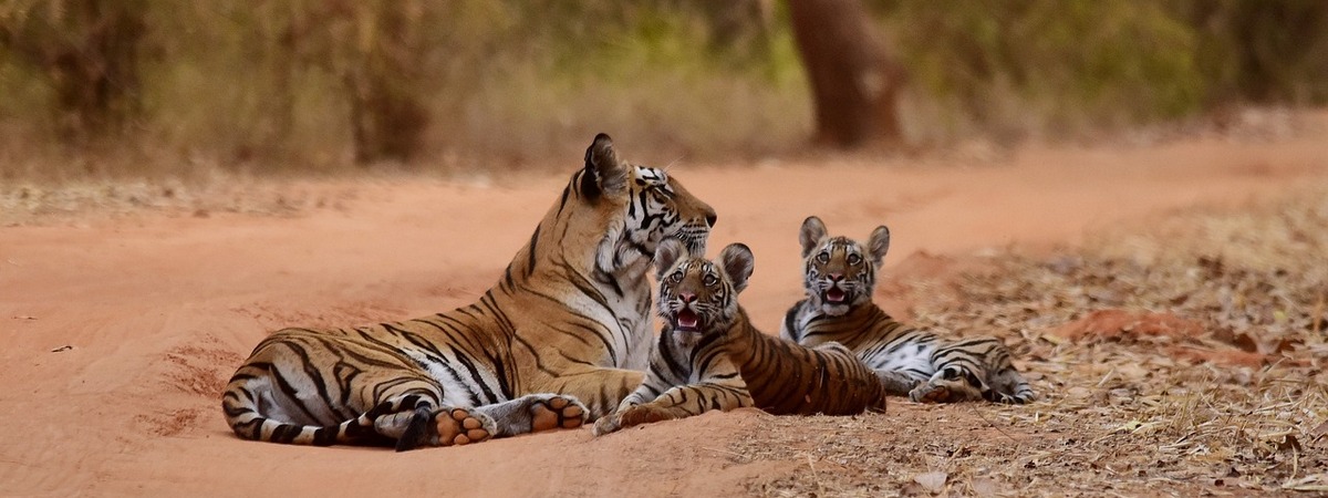 Tiger mit Jungen