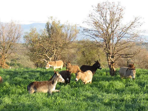 Pferde und Esel